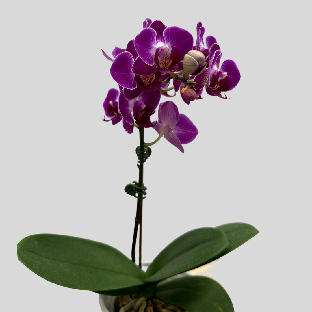 Small Orchid