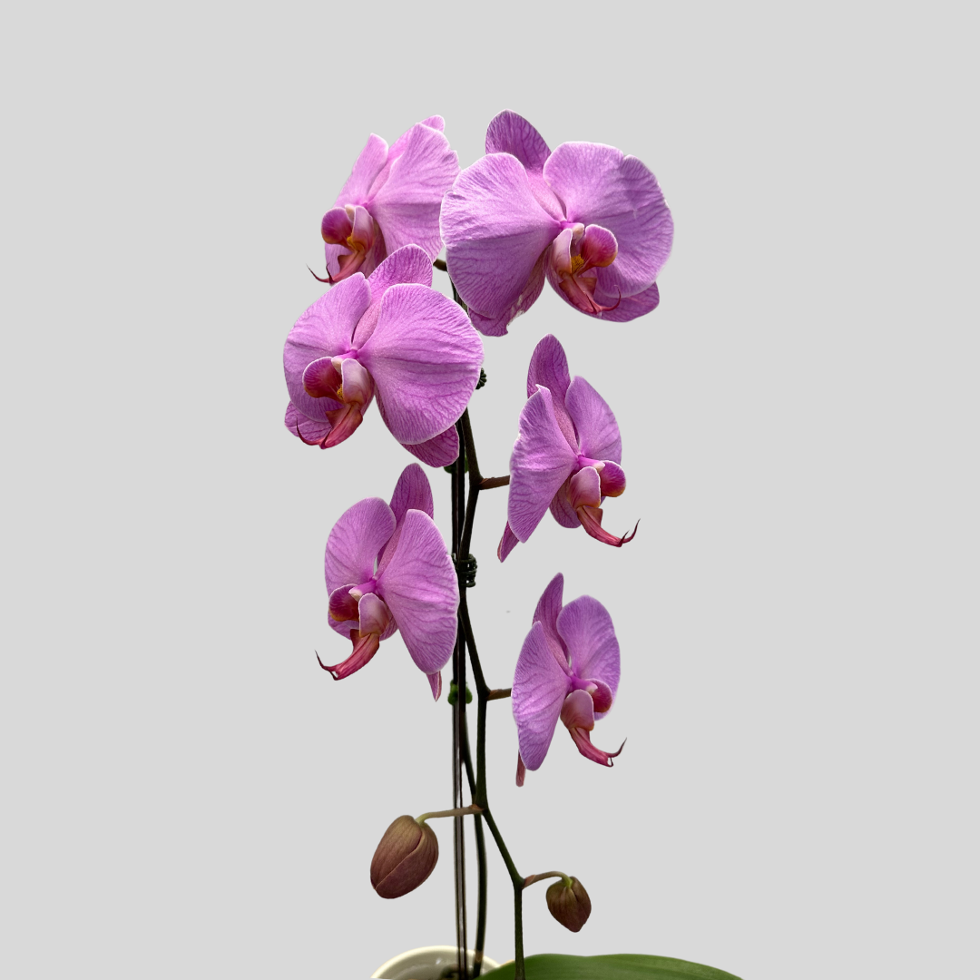 Large Orchid