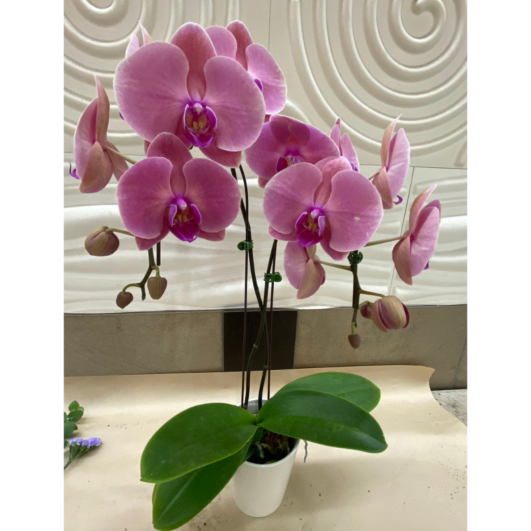 Large Orchid