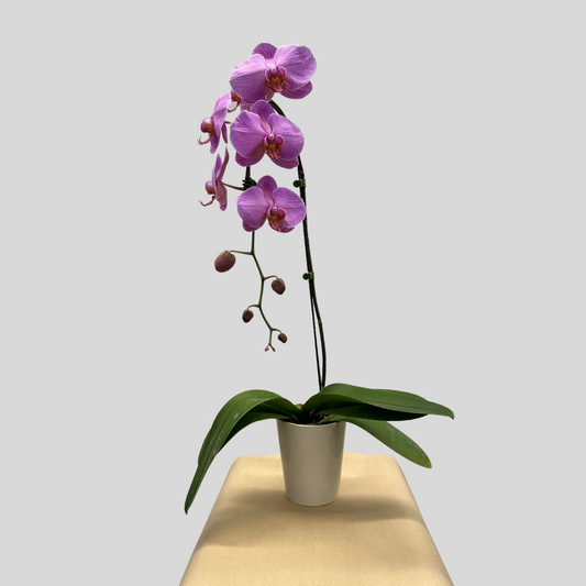 Large Orchid
