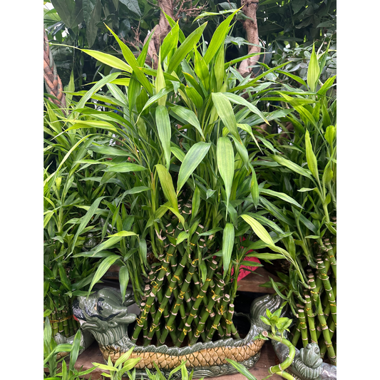 Lucky Bamboo Arrangement