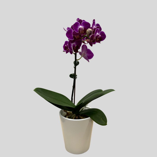 Small Orchid