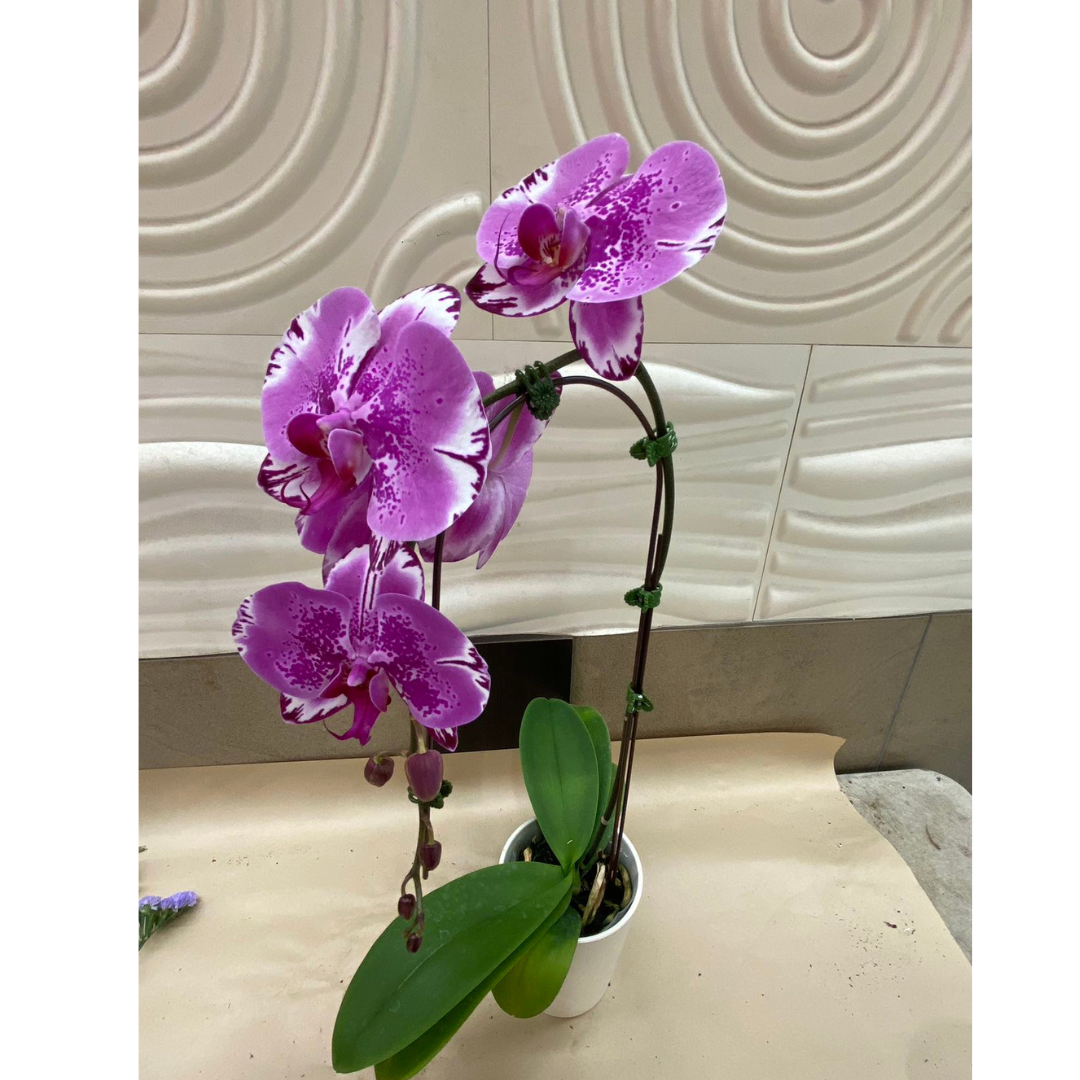 Large Orchid
